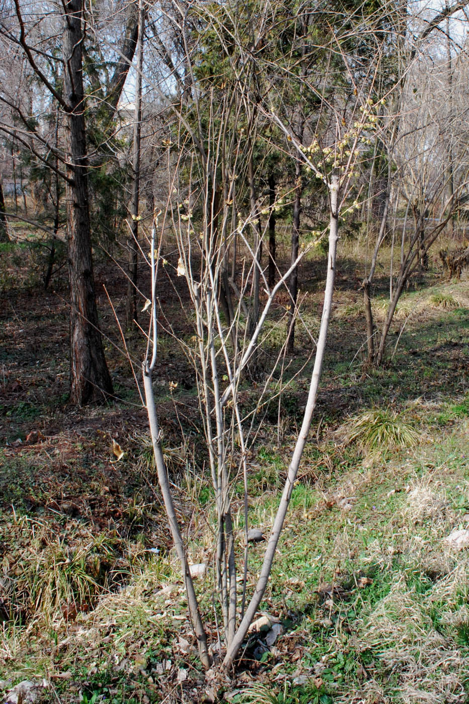 Image of Chimonanthus praecox specimen.