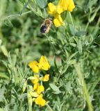 Lathyrus pratensis. Верхушки соцветий с подлетающей пчелой. Казахстан, Восточно-Казахстанская обл., Уланский р-н, окр. с. Украинка, луг. 25.06.2008.