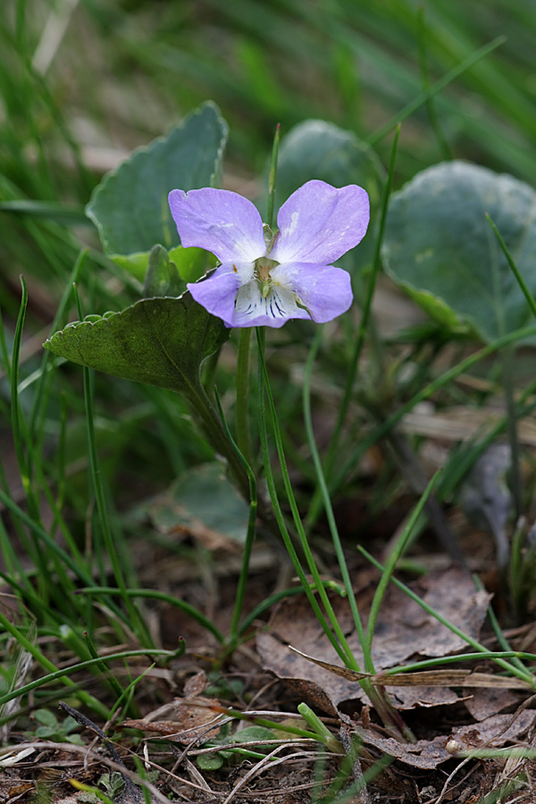 Изображение особи род Viola.