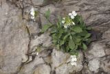 Arabis caucasica