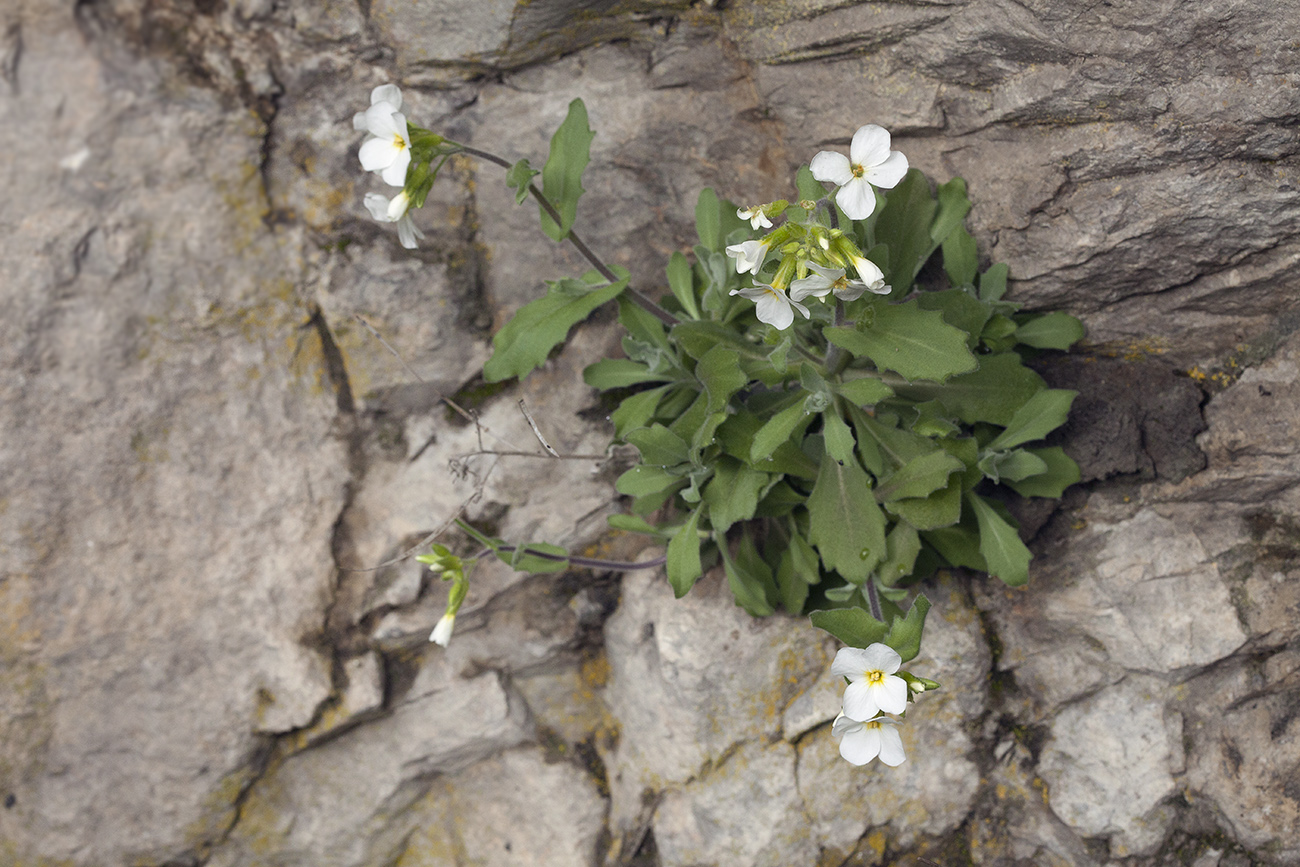 Изображение особи Arabis caucasica.