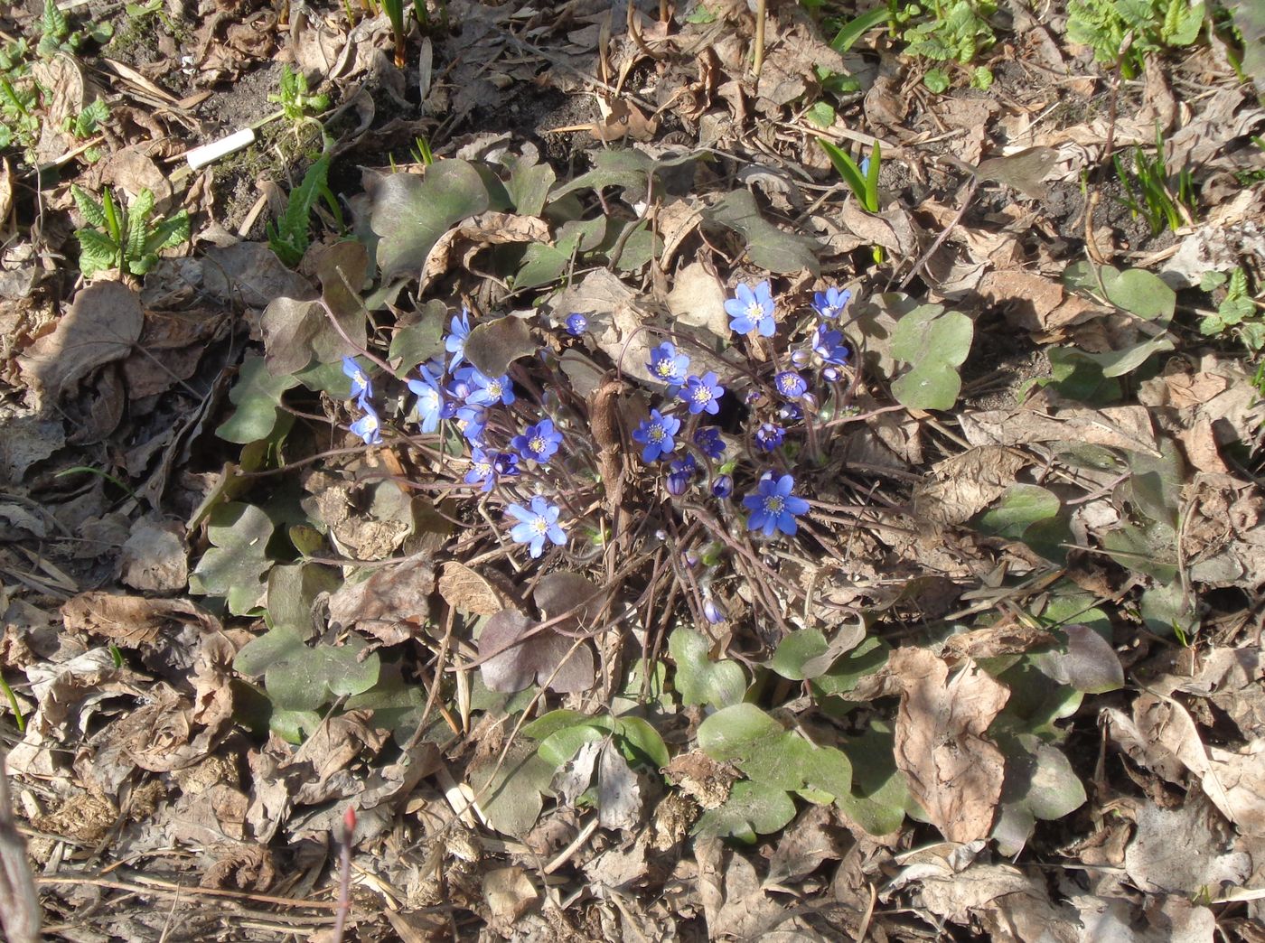 Image of Hepatica nobilis specimen.