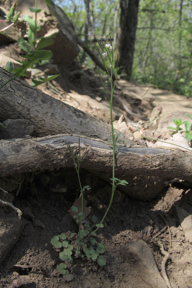 Image of Cardamine hirsuta specimen.