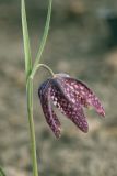 Fritillaria meleagris. Верхушка цветущего растения. Костромская обл., Судиславский р-н, дер. Антипино, в культуре. 10.05.2019.