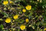 Potentilla crantzii