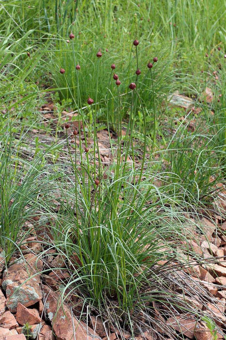 Изображение особи Allium inconspicuum.