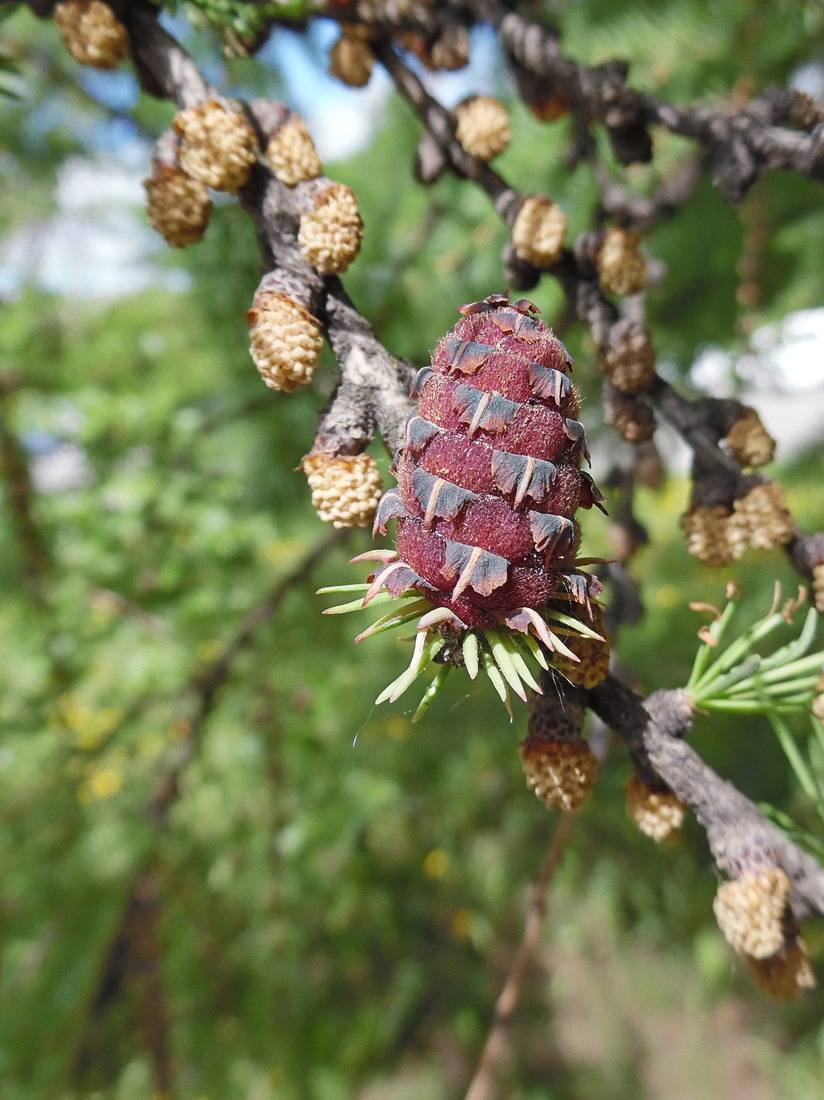 Image of Larix sibirica specimen.