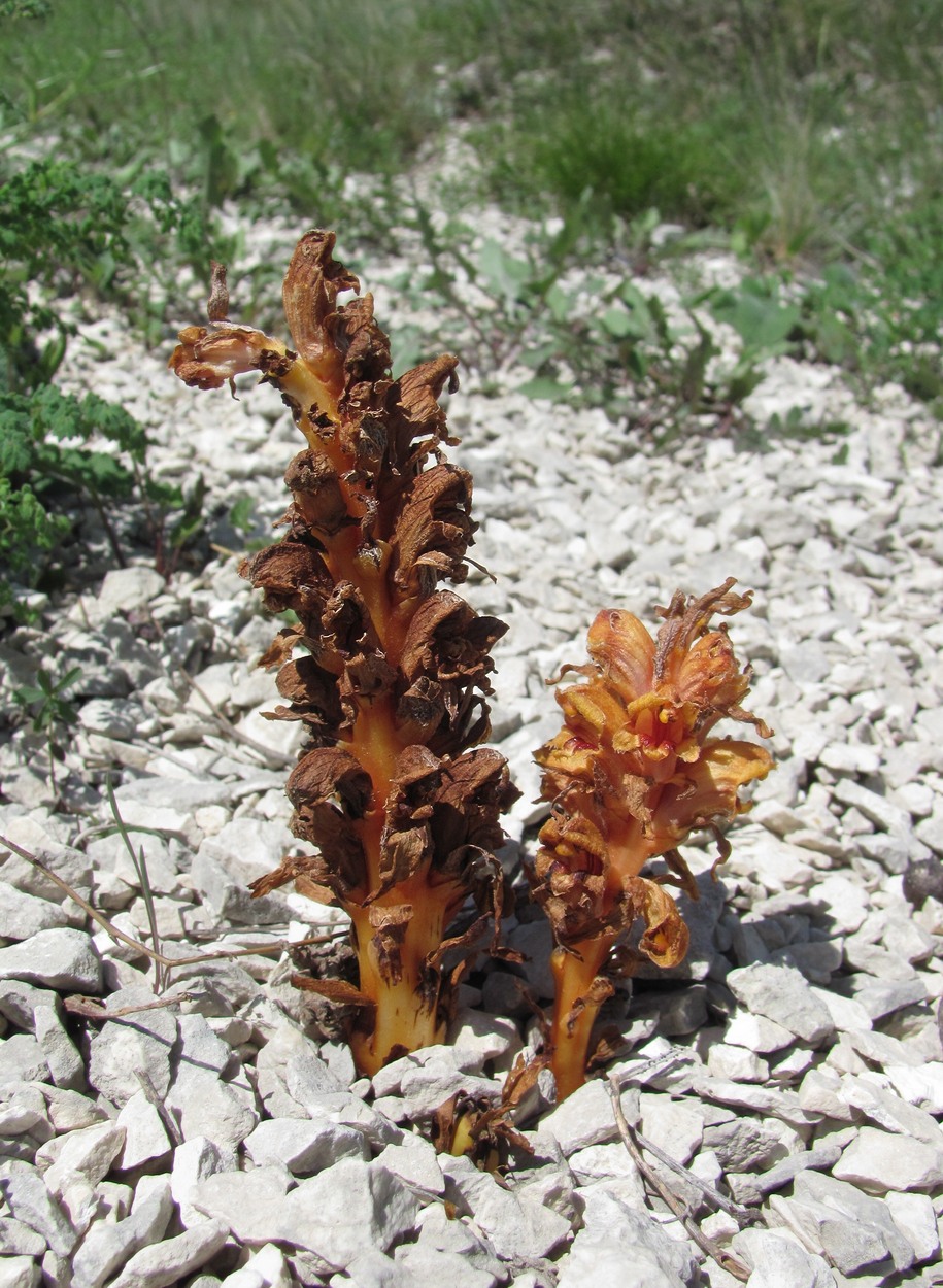 Image of Orobanche alba ssp. xanthostigma specimen.