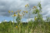 genus Hieracium. Верхушки побегов с соцветиями. Ленинградская обл., Гатчинский р-н, окр. дер. Авколево, карьер \"Елизаветино\", зарастающий деревьями разнотравно-вейниковый луг, на отвале грунта. 16.06.2019.