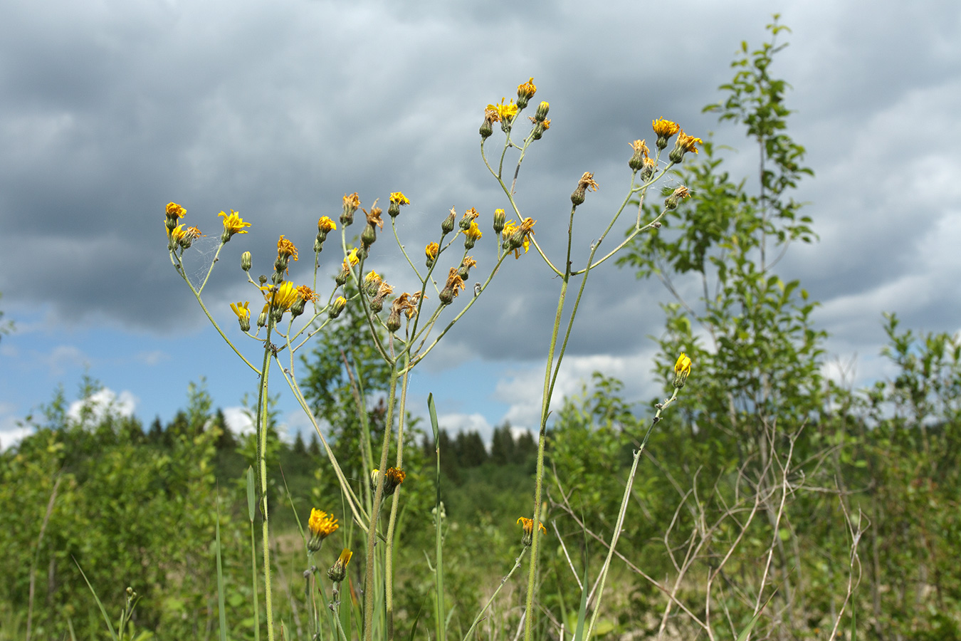 Изображение особи род Hieracium.