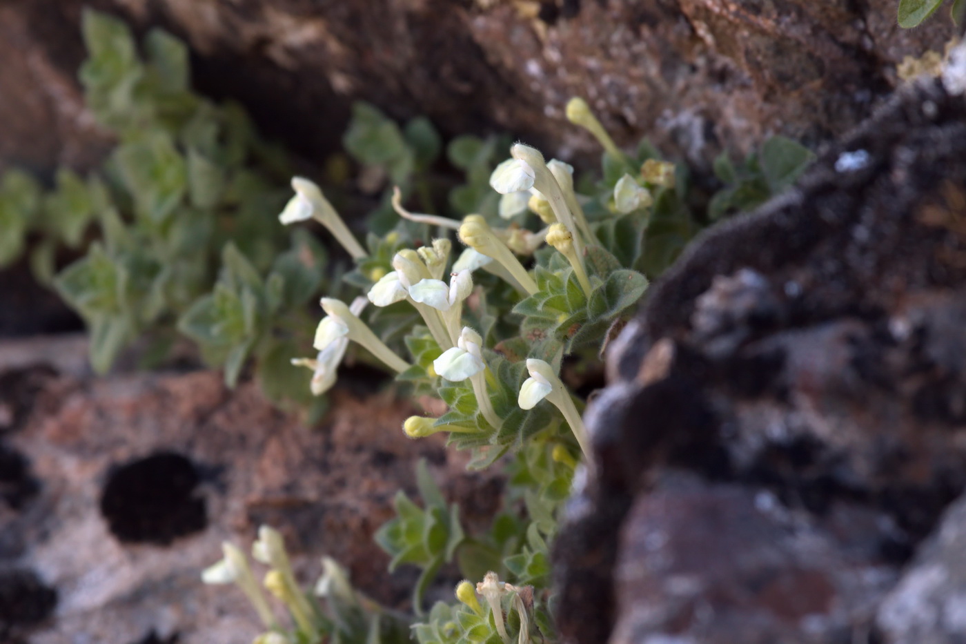 Image of Scutellaria immaculata specimen.