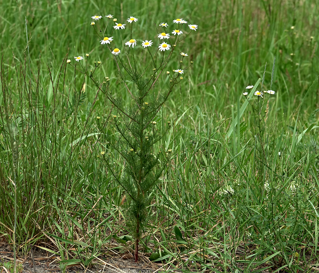 Image of Tripleurospermum inodorum specimen.