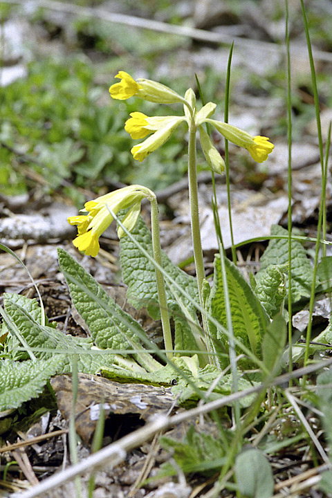 Изображение особи Primula macrocalyx.