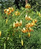 Lilium henryi