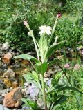 Epilobium tetragonum