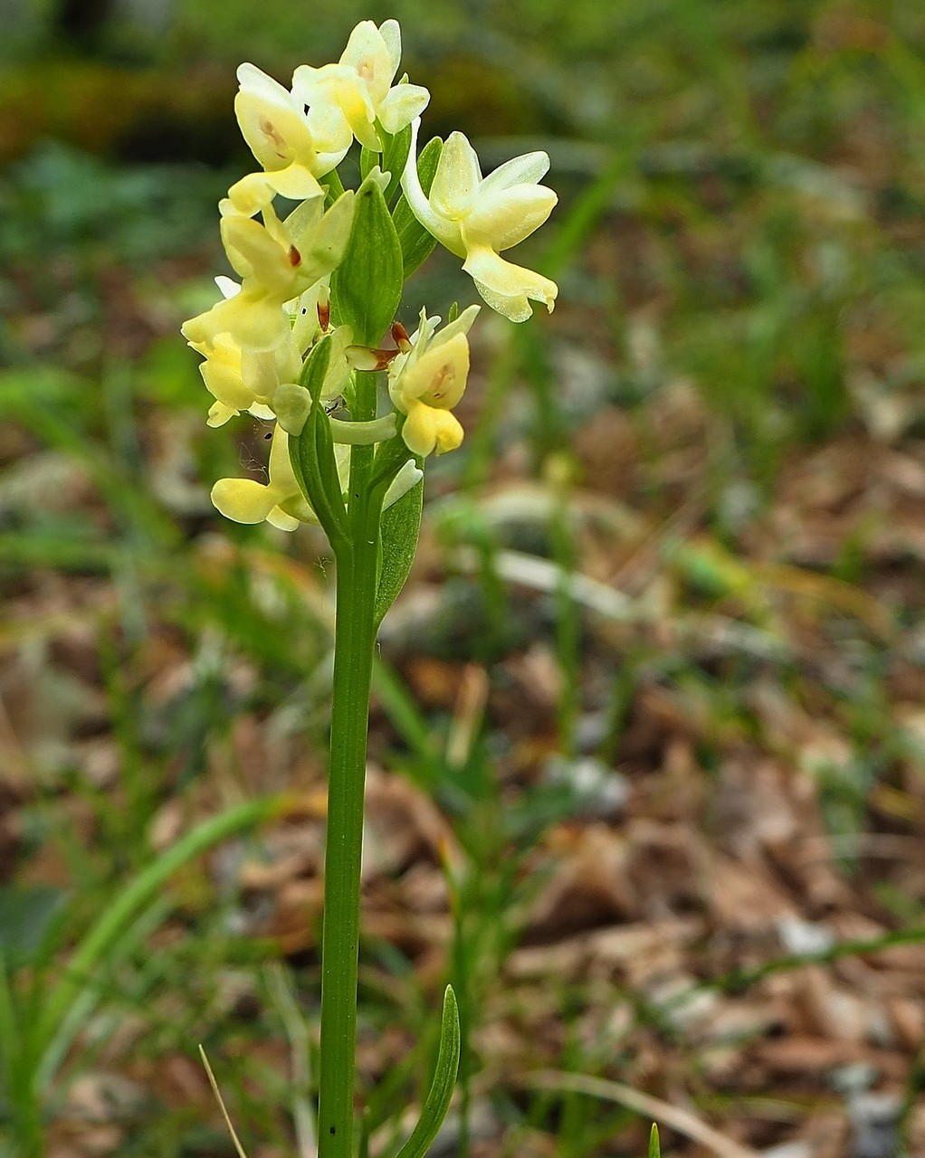 Image of Dactylorhiza romana specimen.