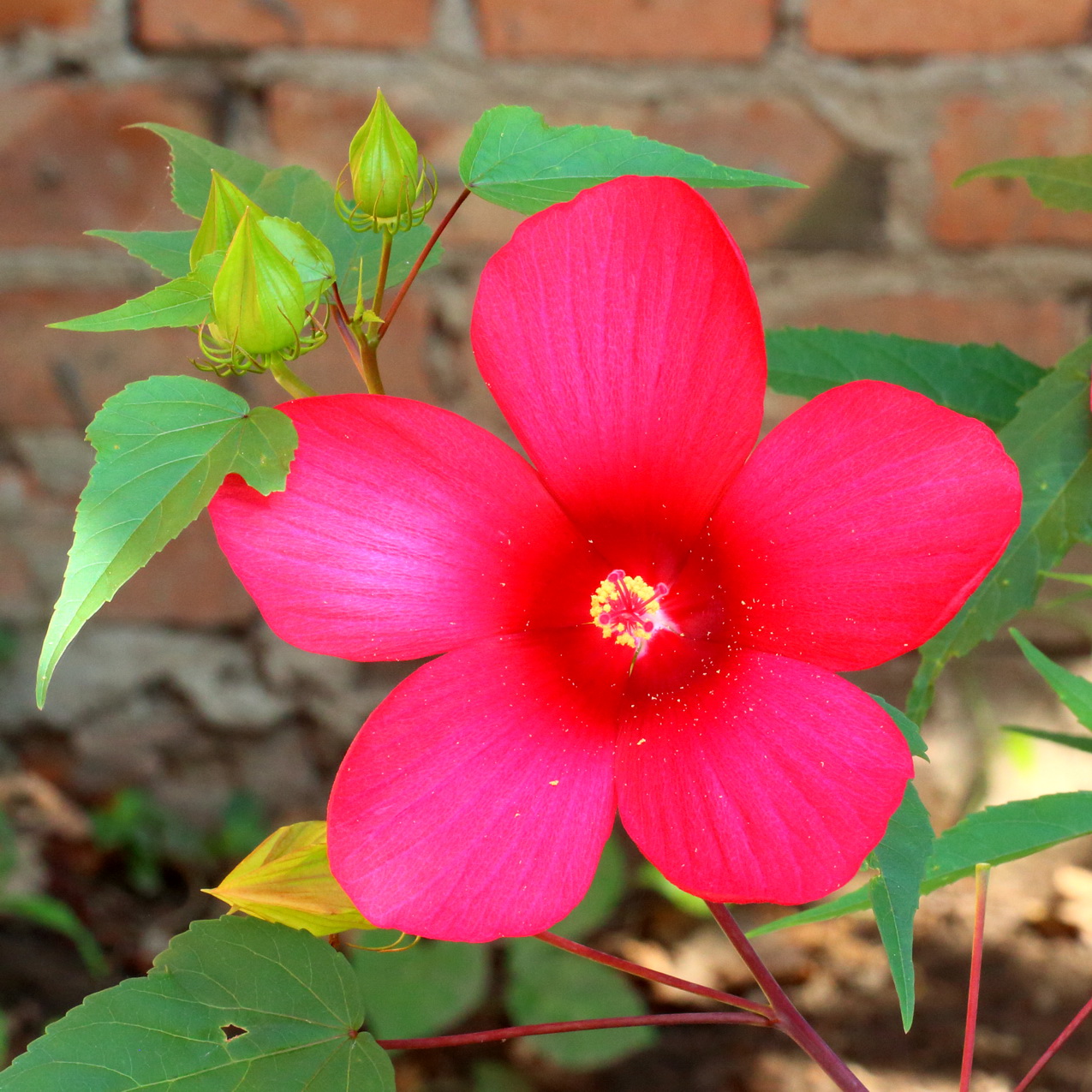 Изображение особи Hibiscus &times; hybridus.