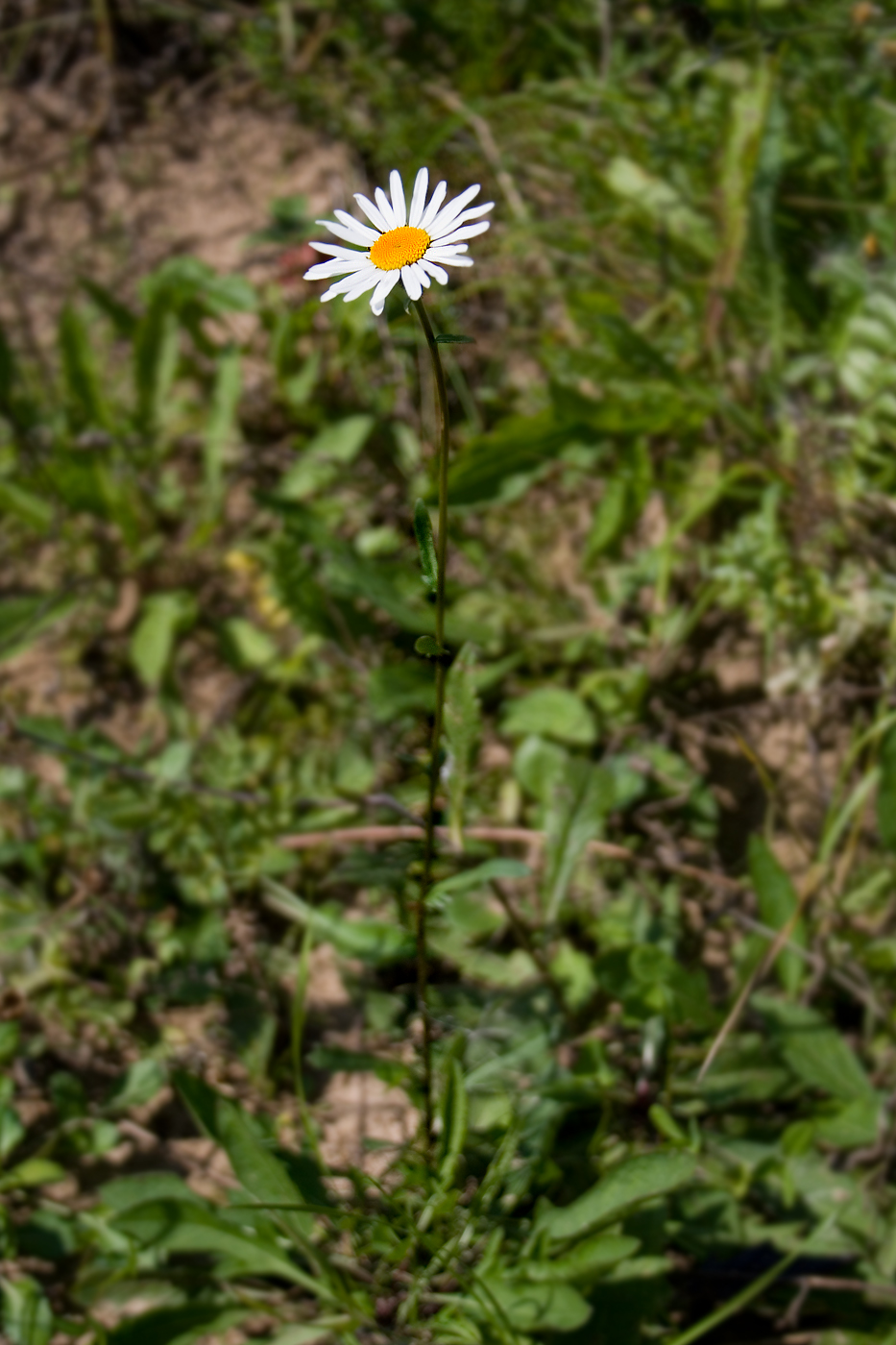 Изображение особи род Leucanthemum.