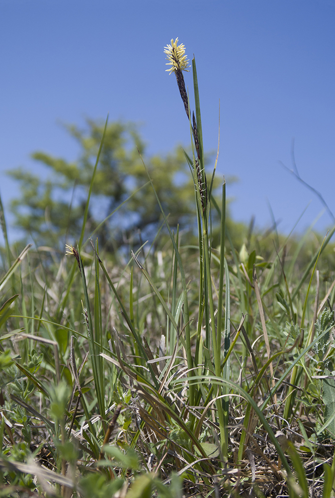 Image of Carex cuspidata specimen.