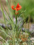 Lilium pumilum