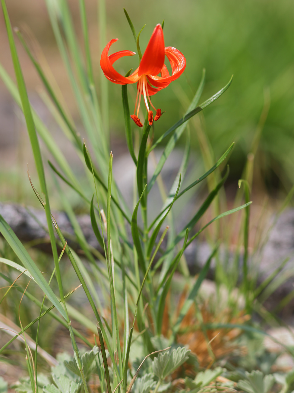 Image of Lilium pumilum specimen.