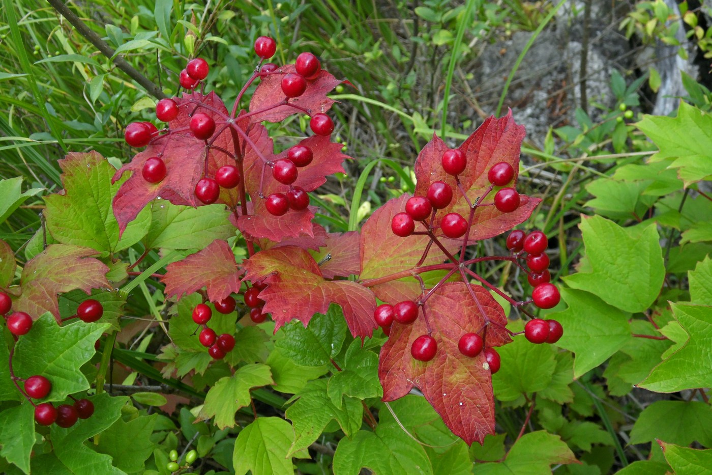 Image of Viburnum opulus specimen.