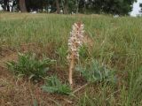 Orobanche callieri. Цветущее растение. Крым, Севастополь, пустырь. 02.06.2019.