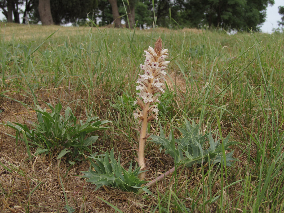 Изображение особи Orobanche callieri.