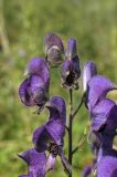 Aconitum soongaricum