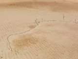 Phragmites australis. Побег прошлого года и молодые вегетирующие побеги. Пермский край, г. Пермь, Кировский р-н, намытый песок. 02.06.2019.