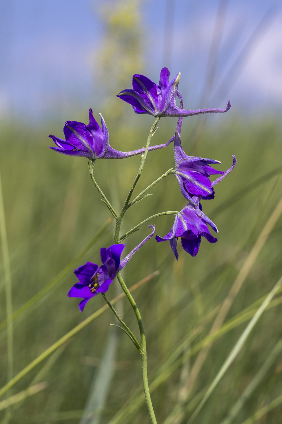 Image of Delphinium consolida specimen.