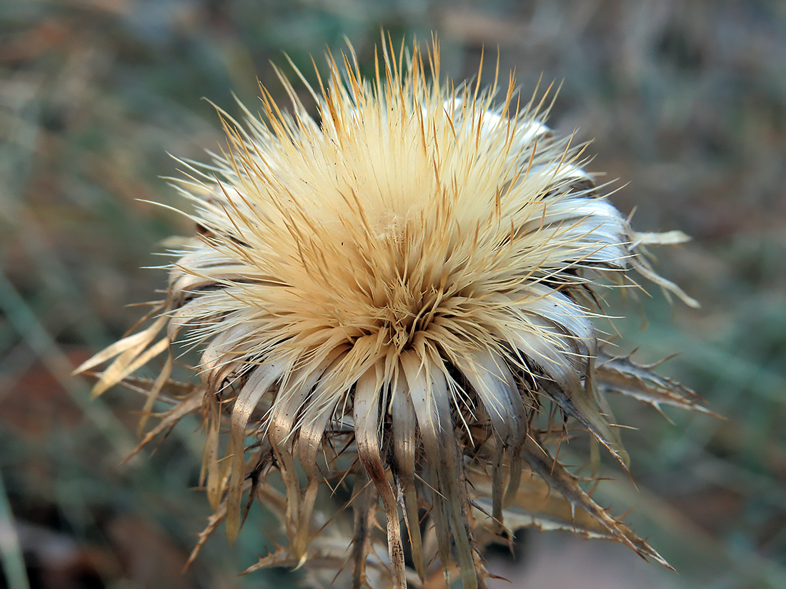 Изображение особи Carlina intermedia.