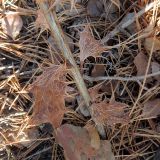 Berberis vulgaris. Нижняя часть зимующего побега. Ульяновск, Заволжский р-н, Парк им. 40-летия ВЛКСМ. 13.12.2019.