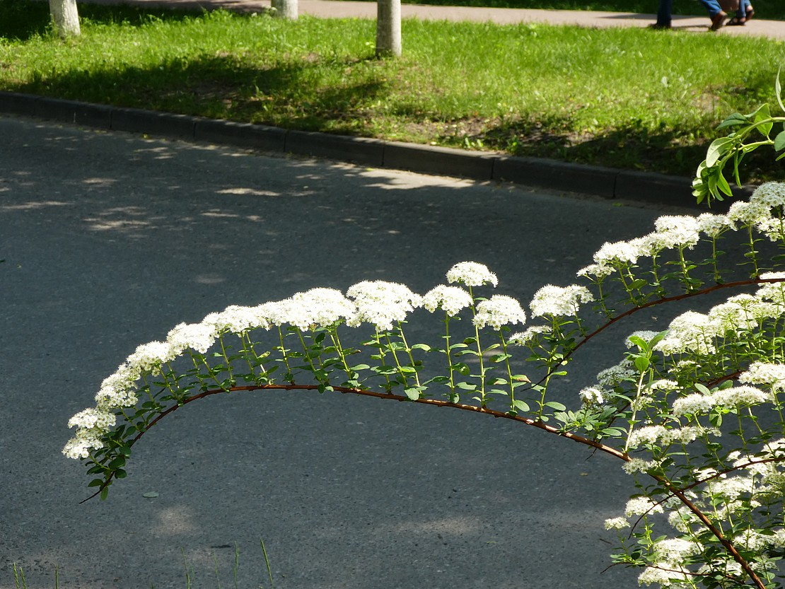 Image of genus Spiraea specimen.