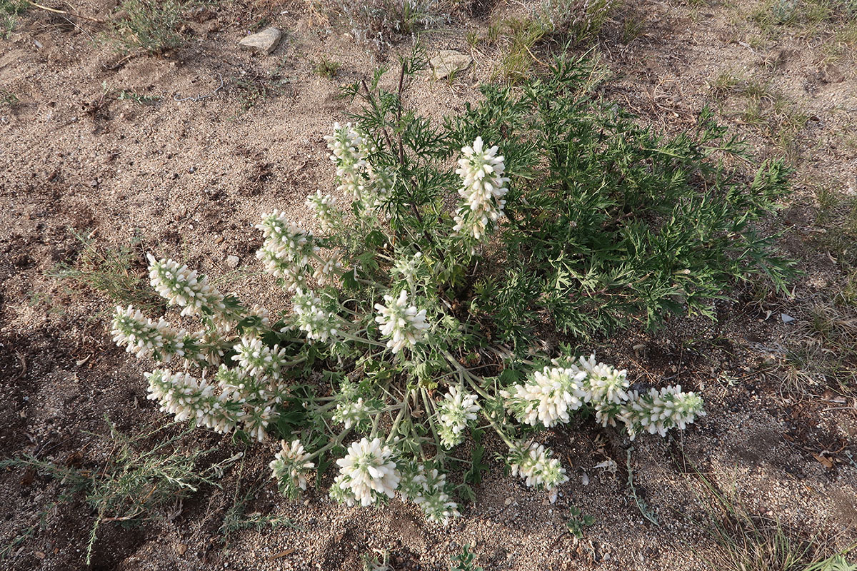 Image of Panzerina lanata specimen.