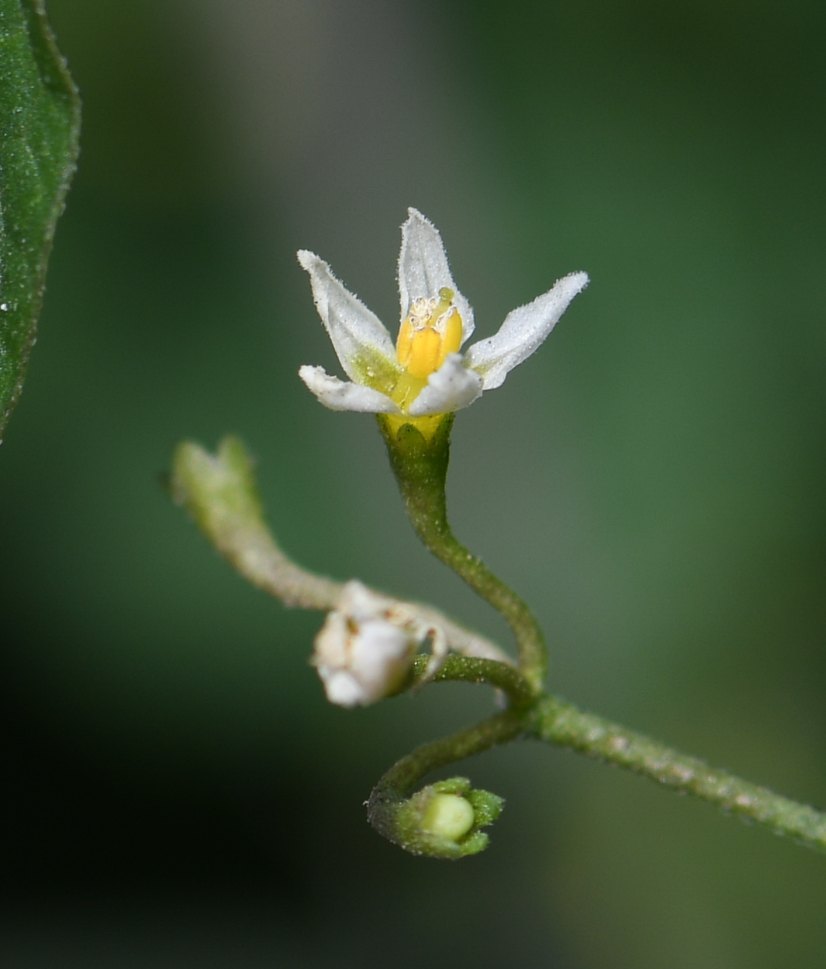 Изображение особи род Solanum.