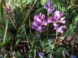 Oxytropis brevicaulis