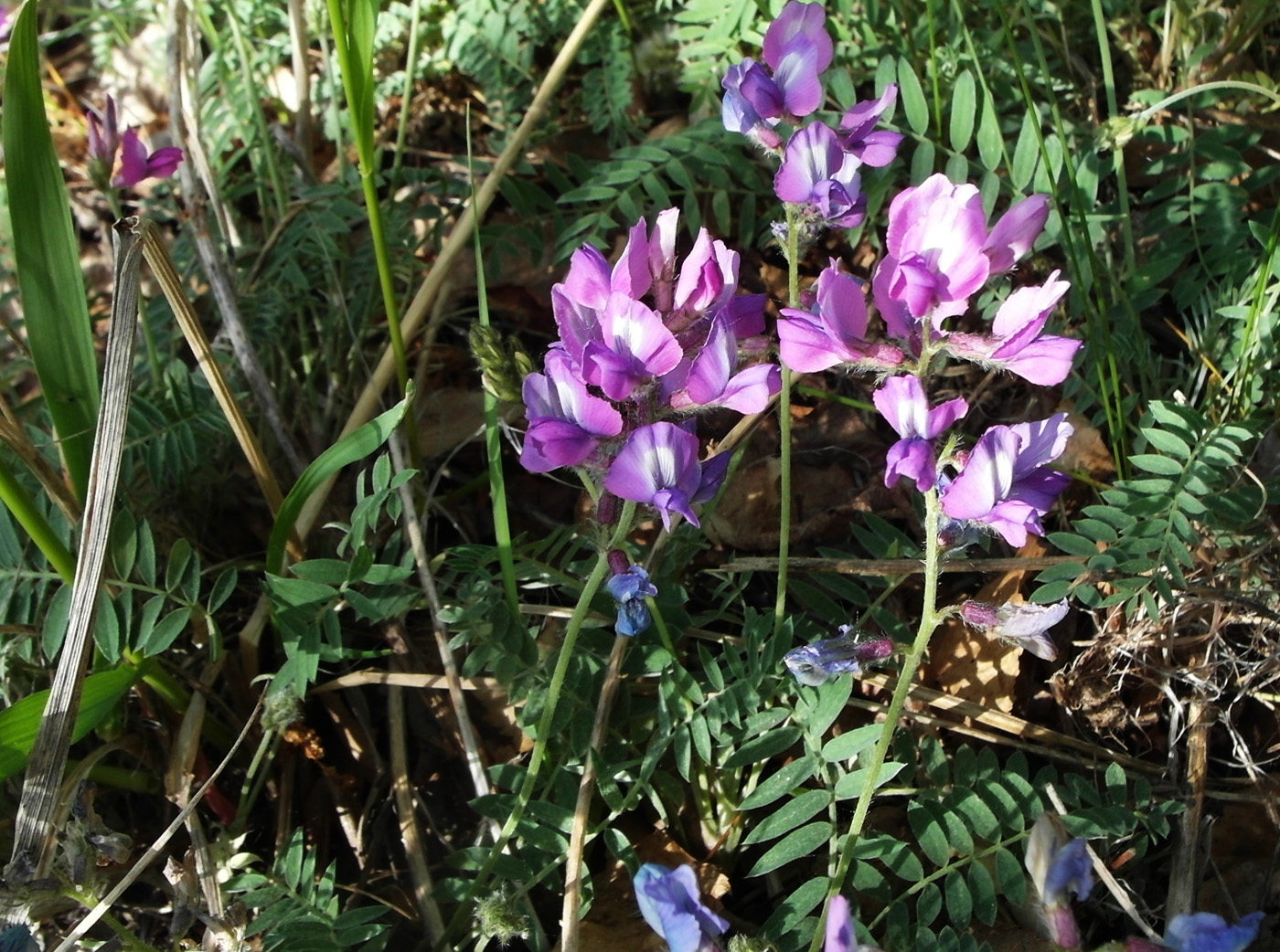 Изображение особи Oxytropis brevicaulis.