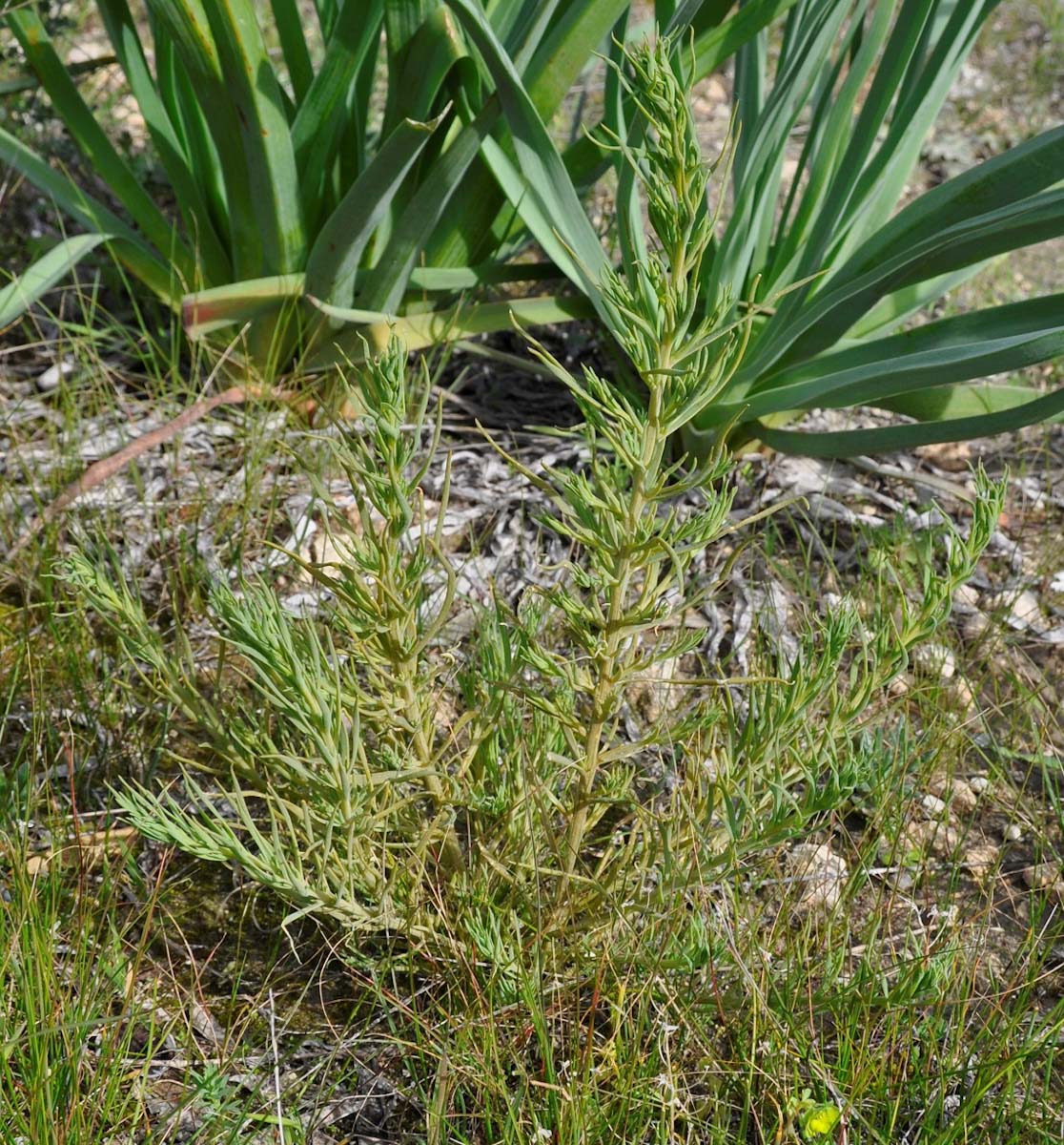 Image of Thesium humile specimen.