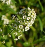 Lobularia maritima