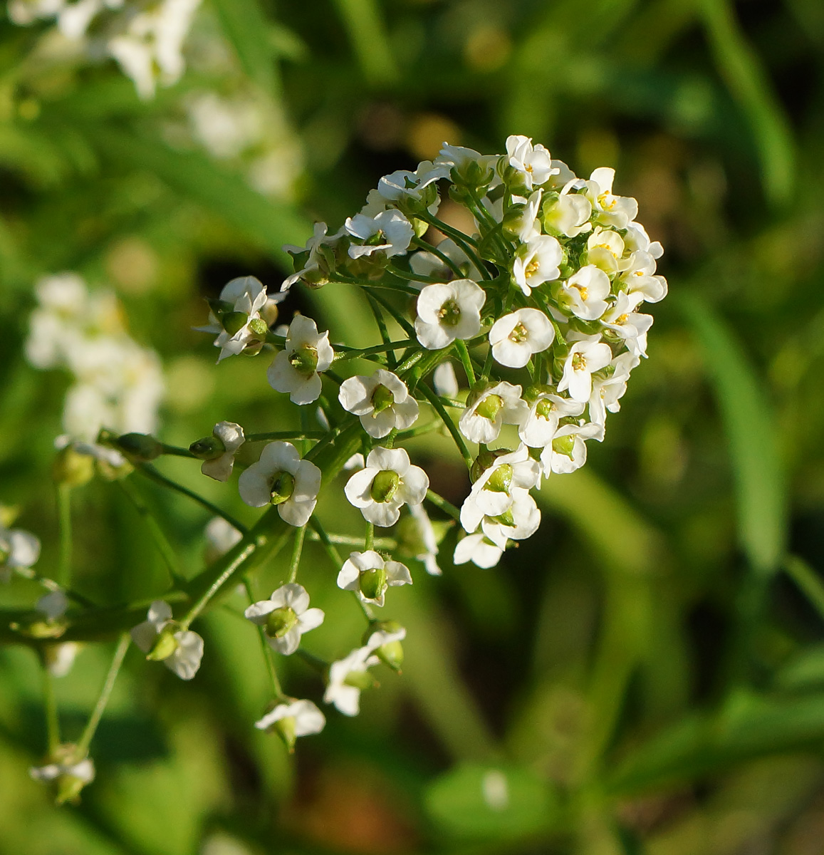 Изображение особи Lobularia maritima.