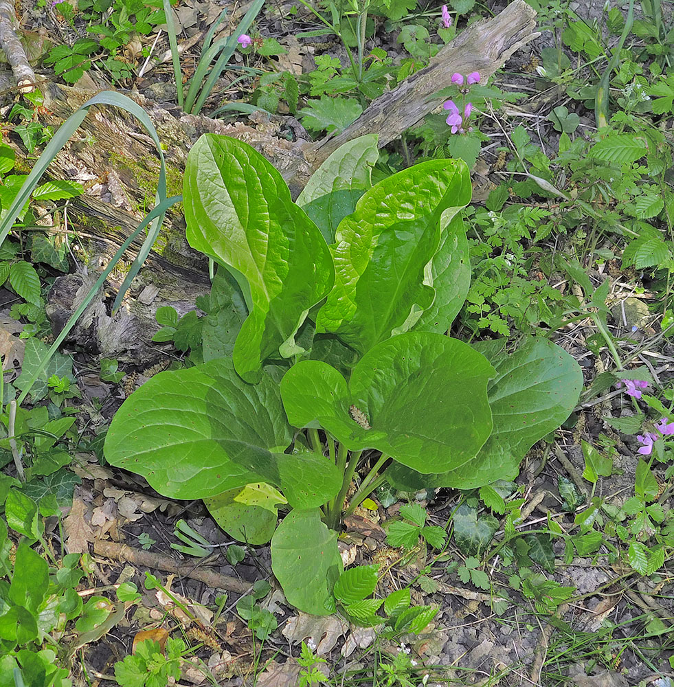 Изображение особи Solenanthus biebersteinii.