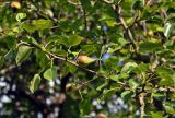 Pyrus communis. Верхушка ветви с созревающими плодами. Крым, Бахчисарайский р-н, Качинский каньон, с. Баштановка, в культуре. 08.06.2016.