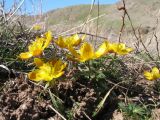 Eranthis longistipitata