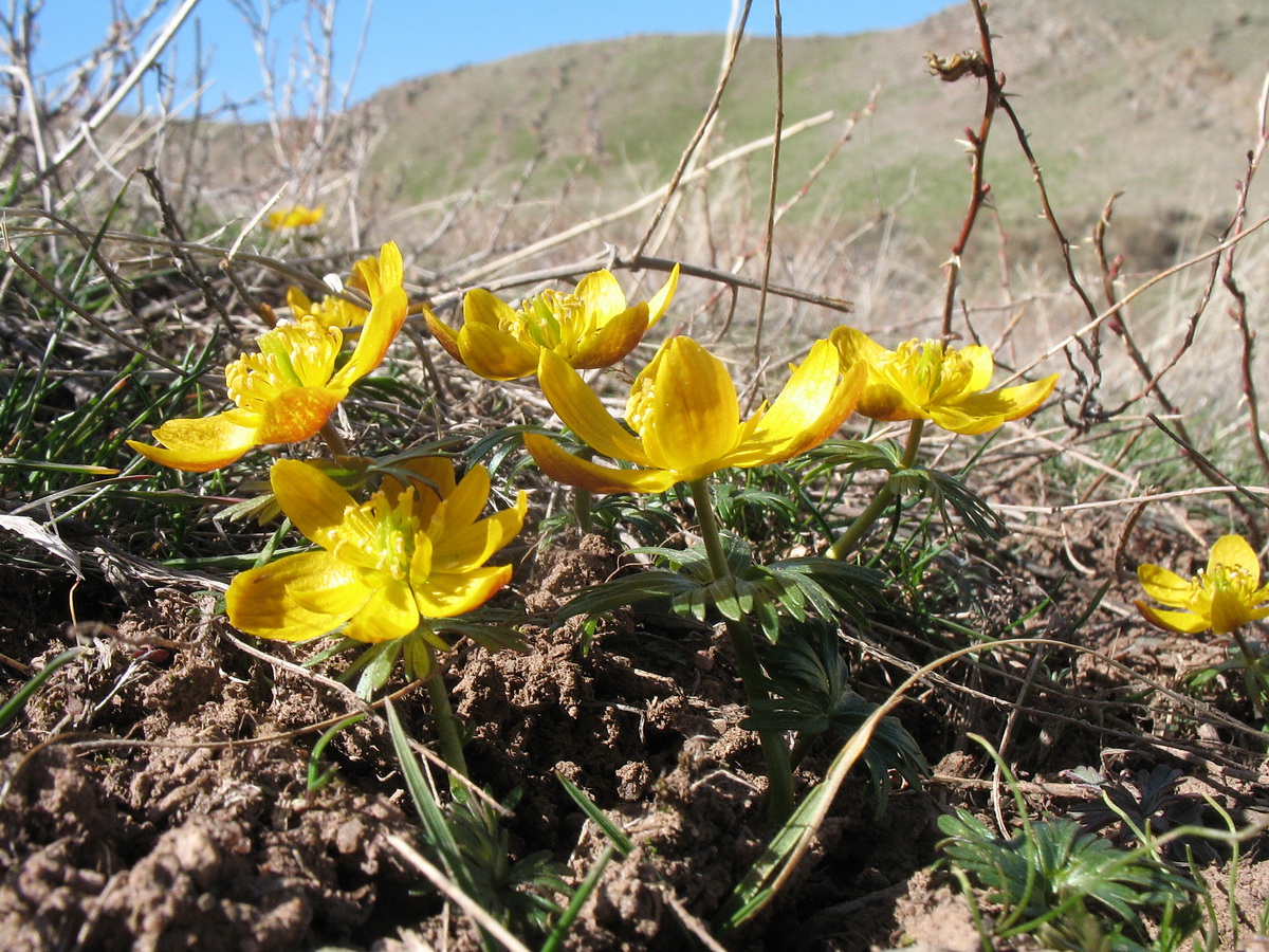 Image of Eranthis longistipitata specimen.