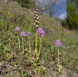 Image of taxon representative. Author is Роланд Цандекидис