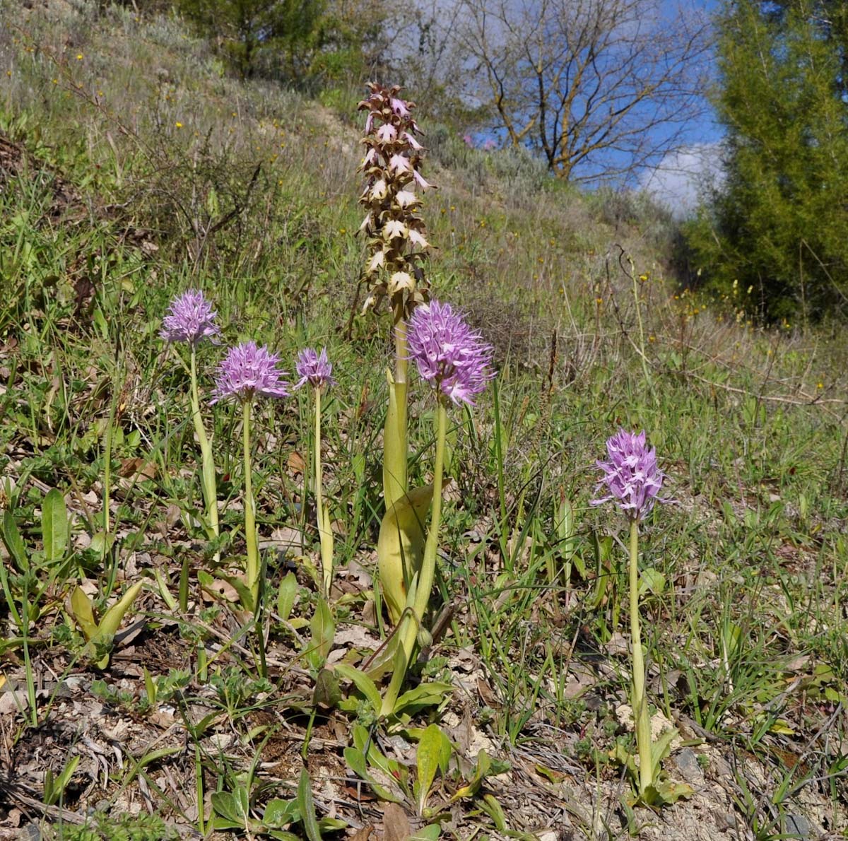 Image of Orchis italica specimen.