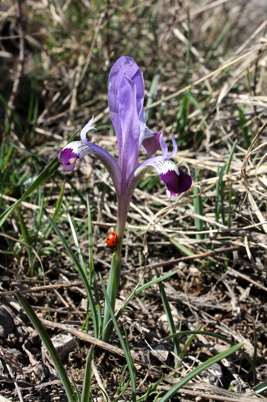Image of Iridodictyum kolpakowskianum specimen.