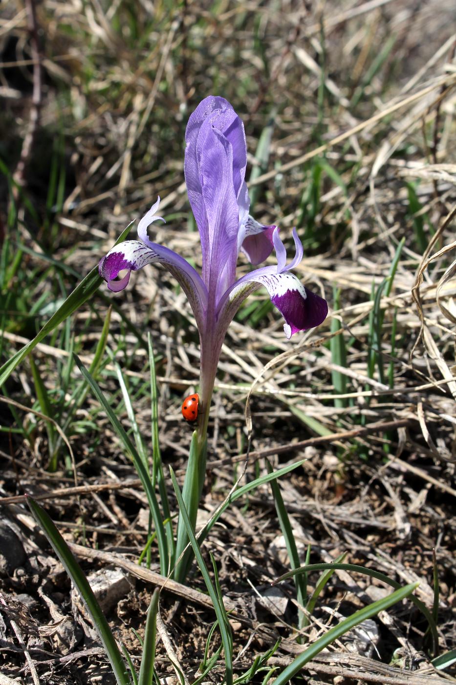 Изображение особи Iridodictyum kolpakowskianum.