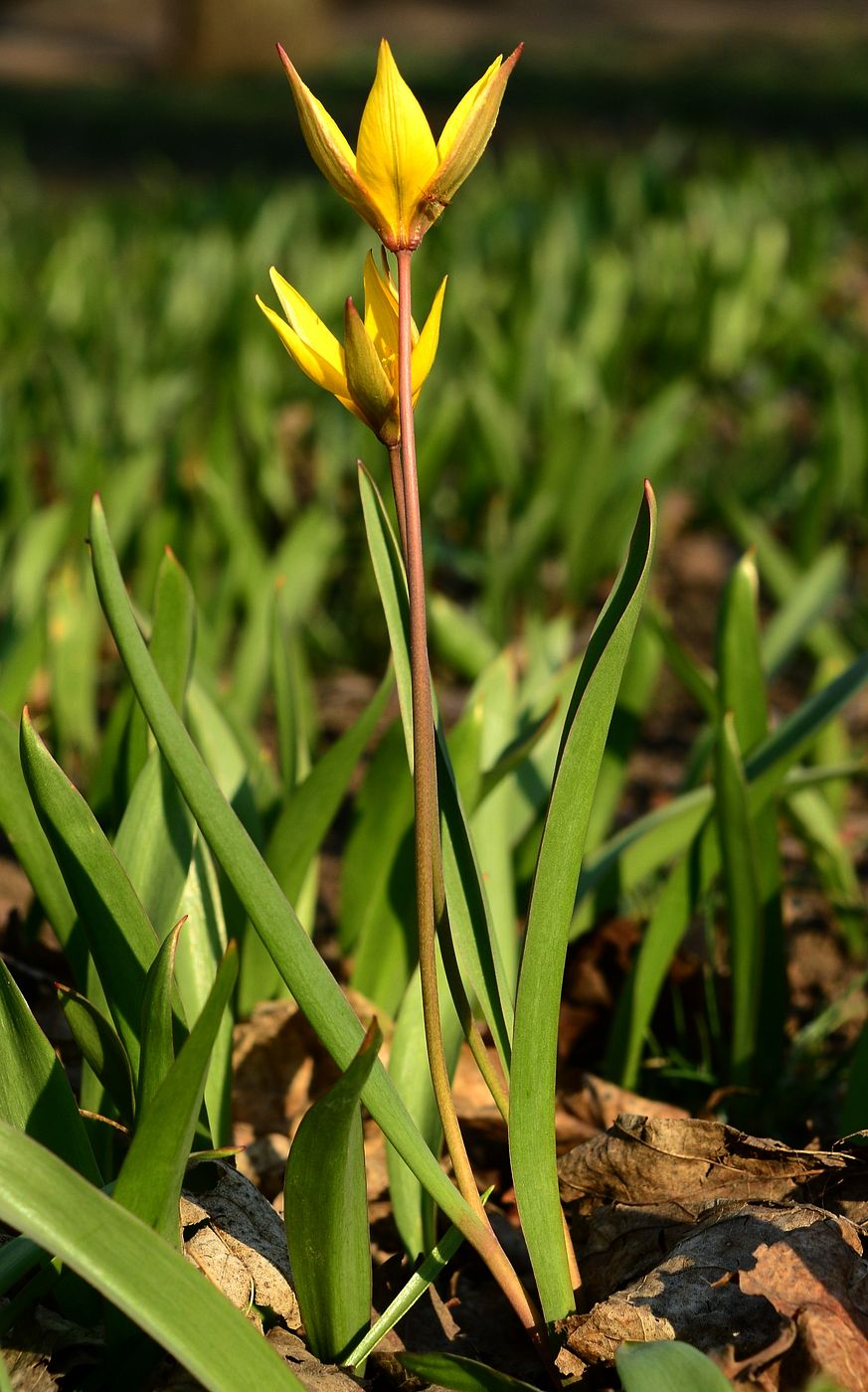 Image of Tulipa biebersteiniana specimen.